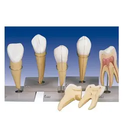 بازی آموزشی مدل مولاژ دندان