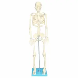 بازی آموزشی مولاژ اسکلت بدن انسان مدل Skeleton85