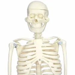 بازی آموزشی مولاژ اسکلت بدن انسان مدل Skeleton85