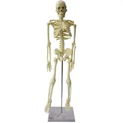بازی آموزشی مدل مولاژ اسکلت انسان