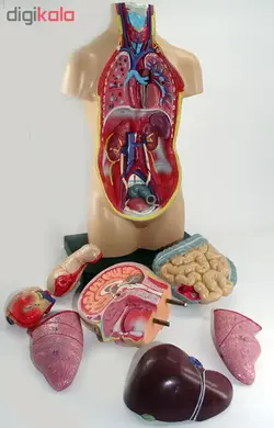 بازی آموزشی طرح مولاژ آناتومی بدن انسان مدل 4040