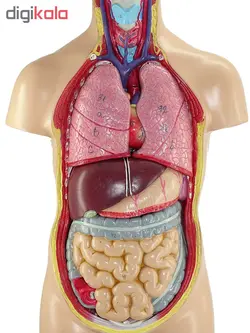 بازی آموزشی طرح مولاژ آناتومی بدن انسان مدل 4040