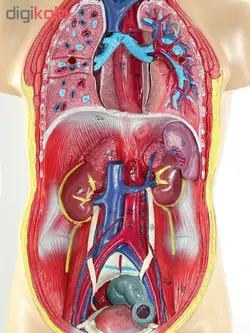 بازی آموزشی طرح مولاژ آناتومی بدن انسان مدل 4040