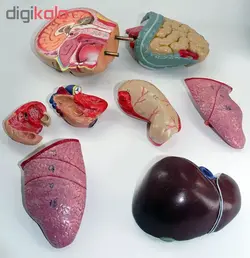 بازی آموزشی طرح مولاژ آناتومی بدن انسان مدل 4040