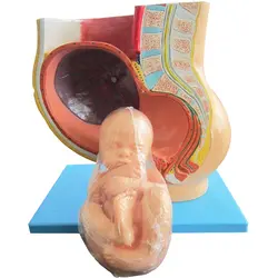 بازی آموزشی طرح مولاژ حاملگی جنین در رحم مدل ASM63