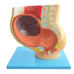 بازی آموزشی طرح مولاژ حاملگی جنین در رحم مدل ASM63