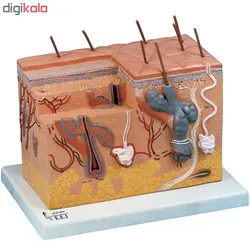 بازی آموزشی صنایع آموزشی طرح مولاژ پوست پلکانی کد 20046