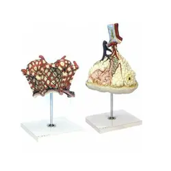 بازی آموزشی مدل مولاژ لبول وآلوئل ریه