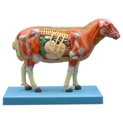 بازی آموزشی مدل مولاژ آناتومی گوسفند کد A021