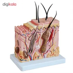 بازی آموزشی طرح مولاژ قطعه پوست مدل CR-313-2