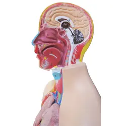 بازی آموزشی طرح مولاژ نیم تنه انسان مدل ASM02