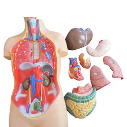 بازی آموزشی طرح مولاژ نیم تنه انسان مدل ASM02