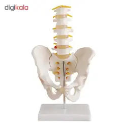 بازی آموزشی طرح مولاژ لگن خاصره با پنج مهره تحتانی مدل XC-115