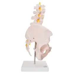 بازی آموزشی مدل مولاژ لگن خاصره با پنج مهره تحتانی