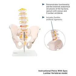 بازی آموزشی مدل مولاژ لگن خاصره با پنج مهره تحتانی