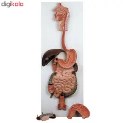 بازی آموزشی صنایع آموزشی طرح مولاژ دستگاه گوارش کد 28002