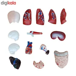 بازی آموزشی طرح مولاژ نیم تنه مرد مدل XC-203