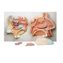 بازی آموزشی مدل مولاژ مقاطع میانی بینی