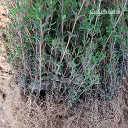 نشا آویشن باغی (نشا ریشه لخت) - آدرین کشت