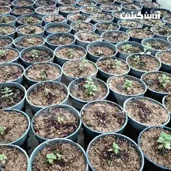 نشا آویشن شیرازی - آدرین کشت