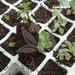نشا آویشن شیرازی - آدرین کشت