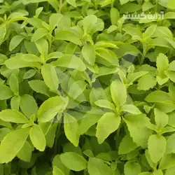 نشا استویا - آدرین کشت