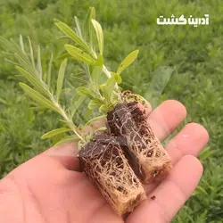 نشا اسطوخودوس انگلیسی - آدرین کشت