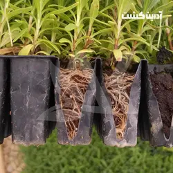 نشا اسطوخودوس انگلیسی - آدرین کشت