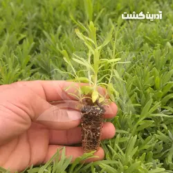 نشا اسطوخودوس انگلیسی - آدرین کشت