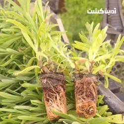 نشا اسطوخودوس انگلیسی - آدرین کشت