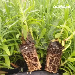 نشا اسطوخودوس انگلیسی - آدرین کشت