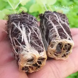 نشا بادرنجبویه - آدرین کشت