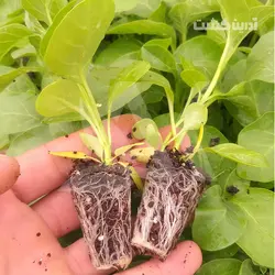 نشا جینسینگ هندی - آدرین کشت