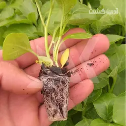 نشا جینسینگ هندی - آدرین کشت