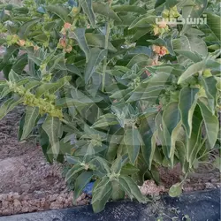 نشا جینسینگ هندی - آدرین کشت