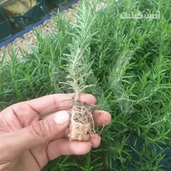نشا رزماری - آدرین کشت