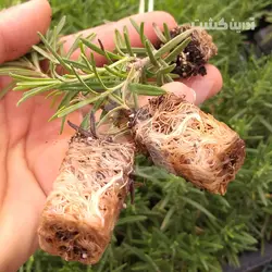 نشا رزماری - آدرین کشت