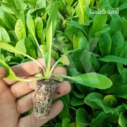 نشا گل گاوزبان ایرانی - آدرین کشت