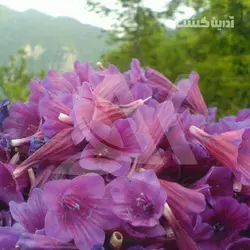نشا گل گاوزبان ایرانی - آدرین کشت
