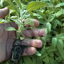 نشا مریم گلی - آدرین کشت