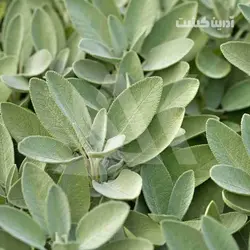 نشا مریم گلی - آدرین کشت