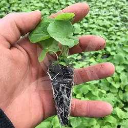 نشا سنبل الطیب - آدرین کشت