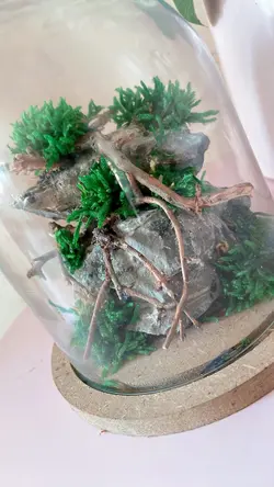 تراریوم درخچه جاودان