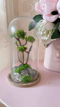 تراریوم درخچه جاودان