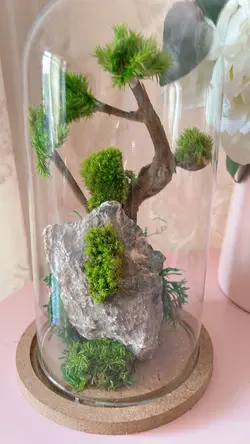 تراریوم درخچه جاودان