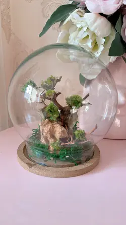 تراریوم درخچه جاودان