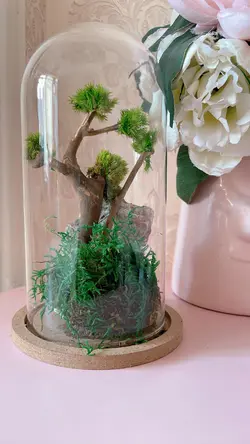 تراریوم درخچه جاودان