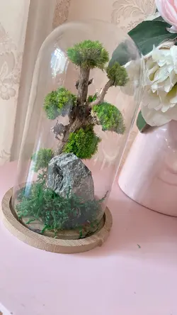 تراریوم درخچه جاودان