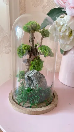 تراریوم درخچه جاودان