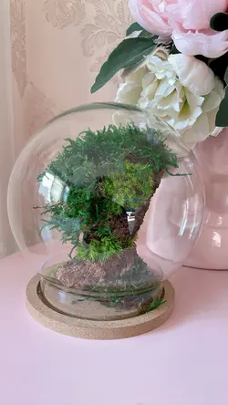 تراریوم درخچه جاودان